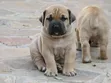 Babban Zuri'ar Boerboel Puppy - Namiji Mai Wata 1-3 - 2