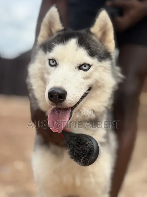 Siberian Husky Mai Tsarki - Namiji Mai Sama Da Shekara 1 - 1