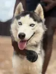 Siberian Husky Mai Tsarki - Namiji Mai Sama Da Shekara 1 - 1