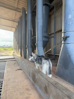Siberian Husky Mai Tsarki - Namiji Mai Sama Da Shekara 1