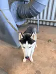 Siberian Husky Mai Tsarki - Namiji Mai Sama Da Shekara 1 - 3