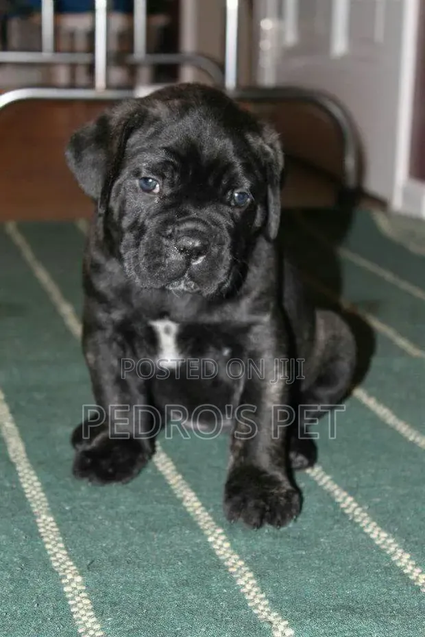 Kare-karen Cane Corso na Gaskiya (Wata 1-3) - 1
