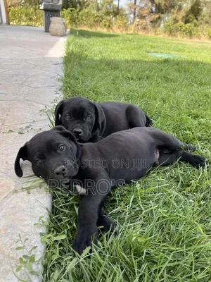 Purebred Cane Corso Puppy (1-3 Months)