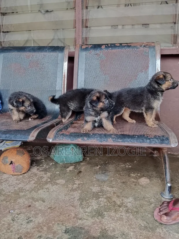 1-3 Month Female Purebred German Shepherd Puppy - 1