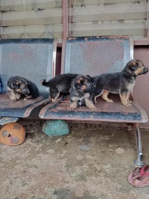 1-3 Month Female Purebred German Shepherd Puppy