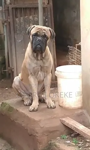 Purebred Bullmastiff Stud Service - Enugu