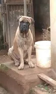 Purebred Bullmastiff Stud Service - Enugu - 1