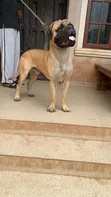 Purebred Bullmastiff Stud Service - Enugu - 2