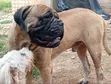 Purebred Bullmastiff Stud Service - Enugu - 3