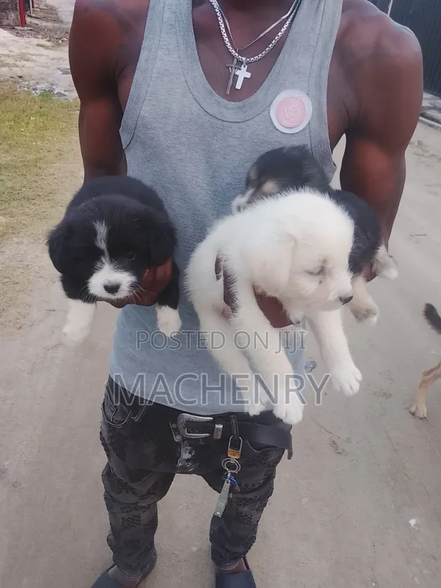 Male Purebred Samoyed Puppy (1-3 Months) - 1