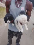Namijin Samoyed Mai Tsarki (1-3 Watan) - 1