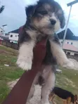 Namijin Samoyed Mai Tsarki (1-3 Watan) - 2
