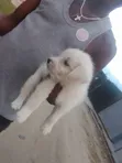 Namijin Samoyed Mai Tsarki (1-3 Watan) - 3