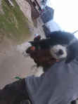 Namijin Samoyed Mai Tsarki (1-3 Watan) - 4