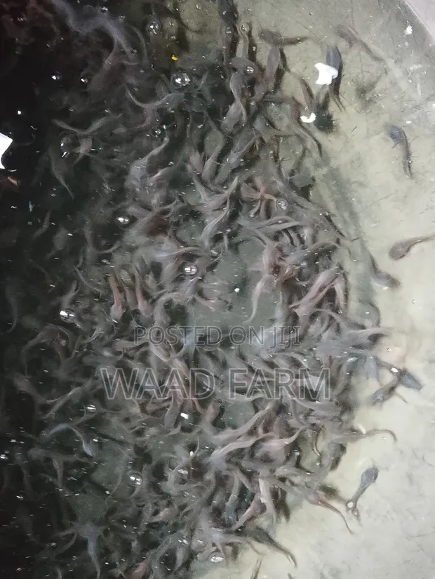 Waad Farm Catfish Seedlings (Fingerling, Juvenile, Jumbo) - 1