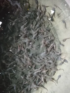 Waad Farm Catfish Seedlings (Fingerling, Juvenile, Jumbo)