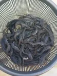Waad Farm Kifi (Fingerling, Juvenile, Jumbo) - 3