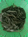 Waad Farm Kifi (Fingerling, Juvenile, Jumbo) - 4