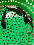 Waad Farm Kifi (Fingerling, Juvenile, Jumbo) - 5