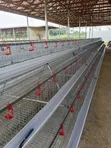 Waad Farm Battery Cages - 1