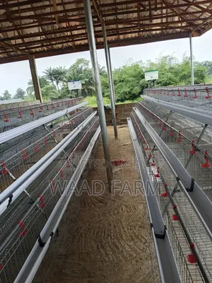 Waad Farm Battery Cages