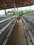 Waad Farm Battery Cages - 2