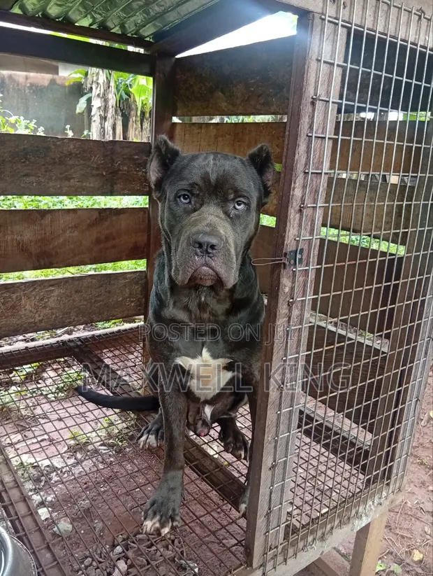 Purebred Cane Corso Male - 1+ Year Old - 1