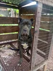 Purebred Cane Corso Male - 1+ Year Old - 1