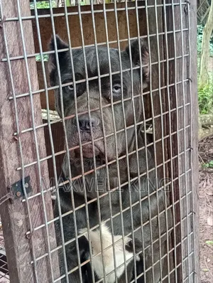 Purebred Cane Corso Male - 1+ Year Old