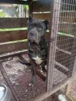 Purebred Cane Corso Male - 1+ Year Old - 3