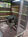 Purebred Cane Corso Male - 1+ Year Old - 4