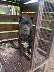 Purebred Cane Corso Male - 1+ Year Old - 5