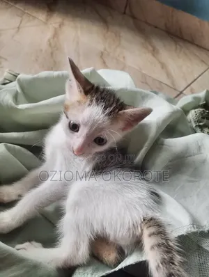 Kare 1-3 Watan Namiji Mai Gauraye Nau'i Tabby