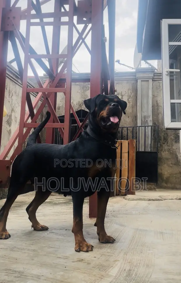 Rottweiler Mai Kyau - Mace Mai Shekaru 2 Da Wata 7 - 1