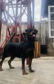 Rottweiler Mai Kyau - Mace Mai Shekaru 2 Da Wata 7 - 1