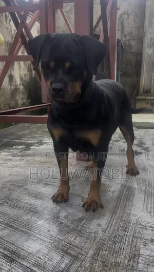 Rottweiler Mai Kyau - Mace Mai Shekaru 2 Da Wata 7