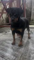 Rottweiler Mai Kyau - Mace Mai Shekaru 2 Da Wata 7 - 2