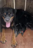 Rottweiler Mai Kyau - Mace Mai Shekaru 2 Da Wata 7 - 3