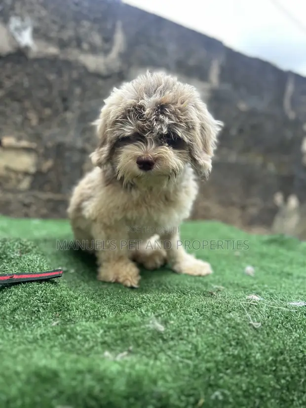 Purebred Lhasa Apso Puppy, 6-12 Months - 1