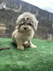 Purebred Lhasa Apso Puppy, 6-12 Months - 1