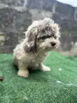 Purebred Lhasa Apso Puppy, 6-12 Months - 2