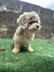 Purebred Lhasa Apso Puppy, 6-12 Months - 3