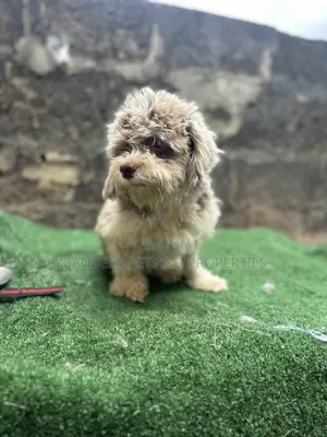 Purebred Lhasa Apso Puppy, 6-12 Months