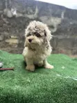 Purebred Lhasa Apso Puppy, 6-12 Months - 4