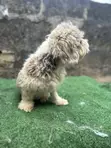 Purebred Lhasa Apso Puppy, 6-12 Months - 5