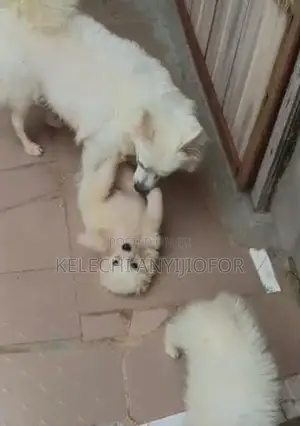 Kare-kare Amurka Eskimo Mace Mai Tsarki (Wata 1-3)