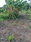 Filin Daji da Gida Mara Kammalawa na Bedroom 4 a Ikorodu - 3