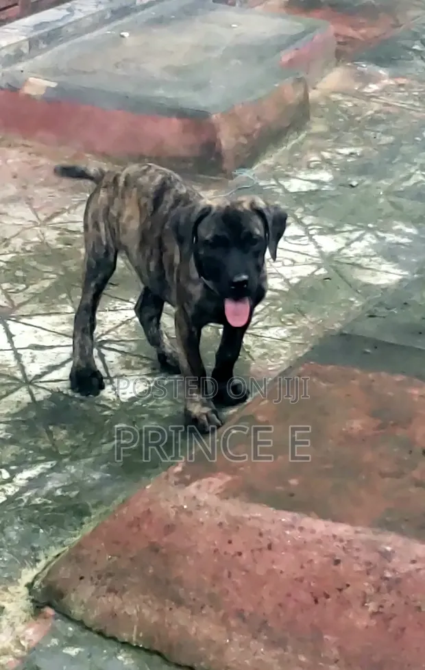 Purebred Boerboel Male Puppy - 3 Months Old - 1