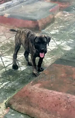 Purebred Boerboel Male Puppy - 3 Months Old