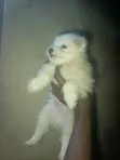Purebred Lhasa Apso Puppy - 1-3 Months Old - 1